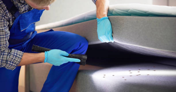 Flea Control Services in Blue Ridge, VA
