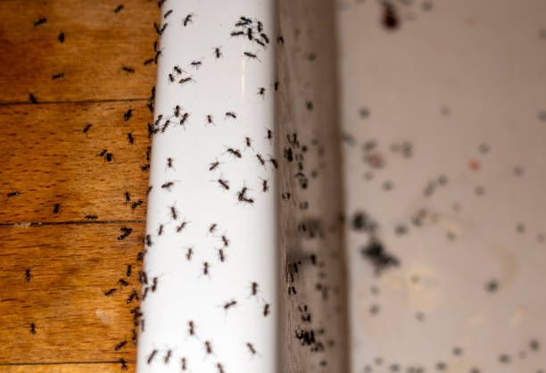 Best Pest Inspection Near Me  in Blue Ridge, VA