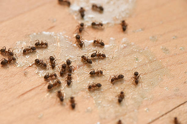 Professional Pest Control in Blue Ridge, VA