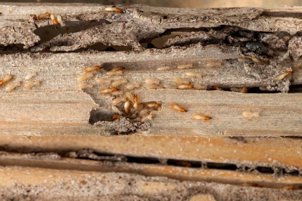 Best Wasp Removal Services  in Blue Ridge, VA