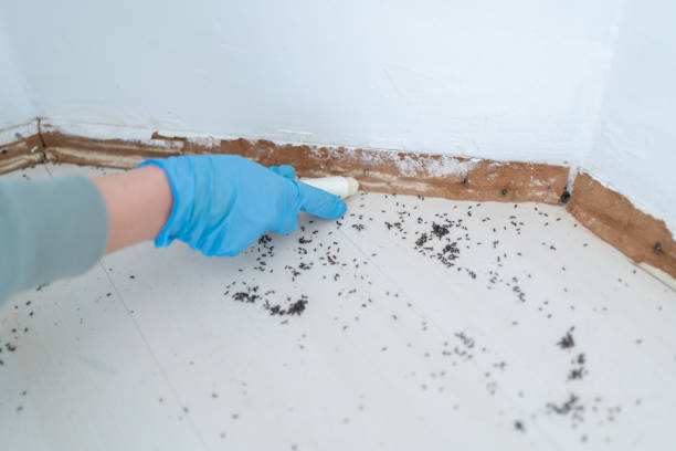 Pest Prevention Services in Blue Ridge, VA